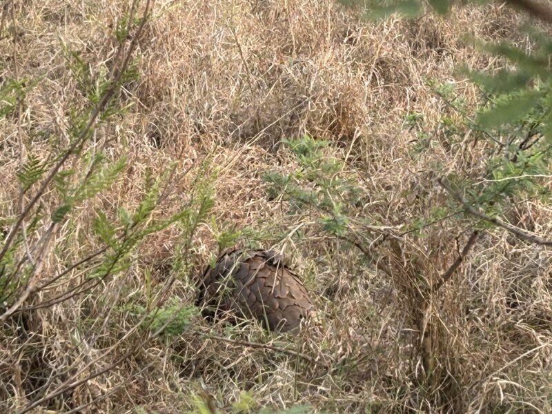 pangolin south africa