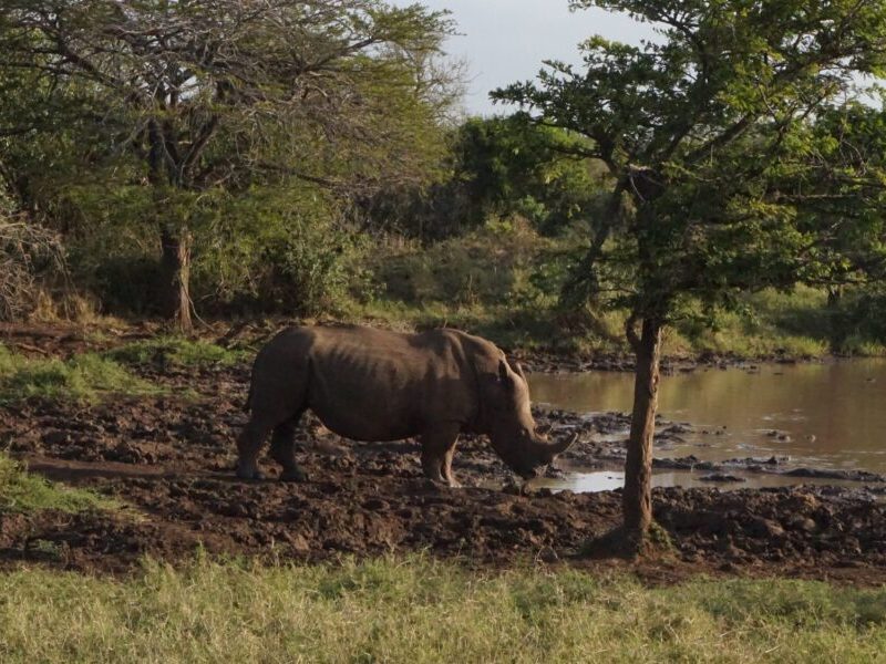 rhino south africa