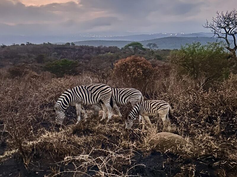 zebra south africa carolyn