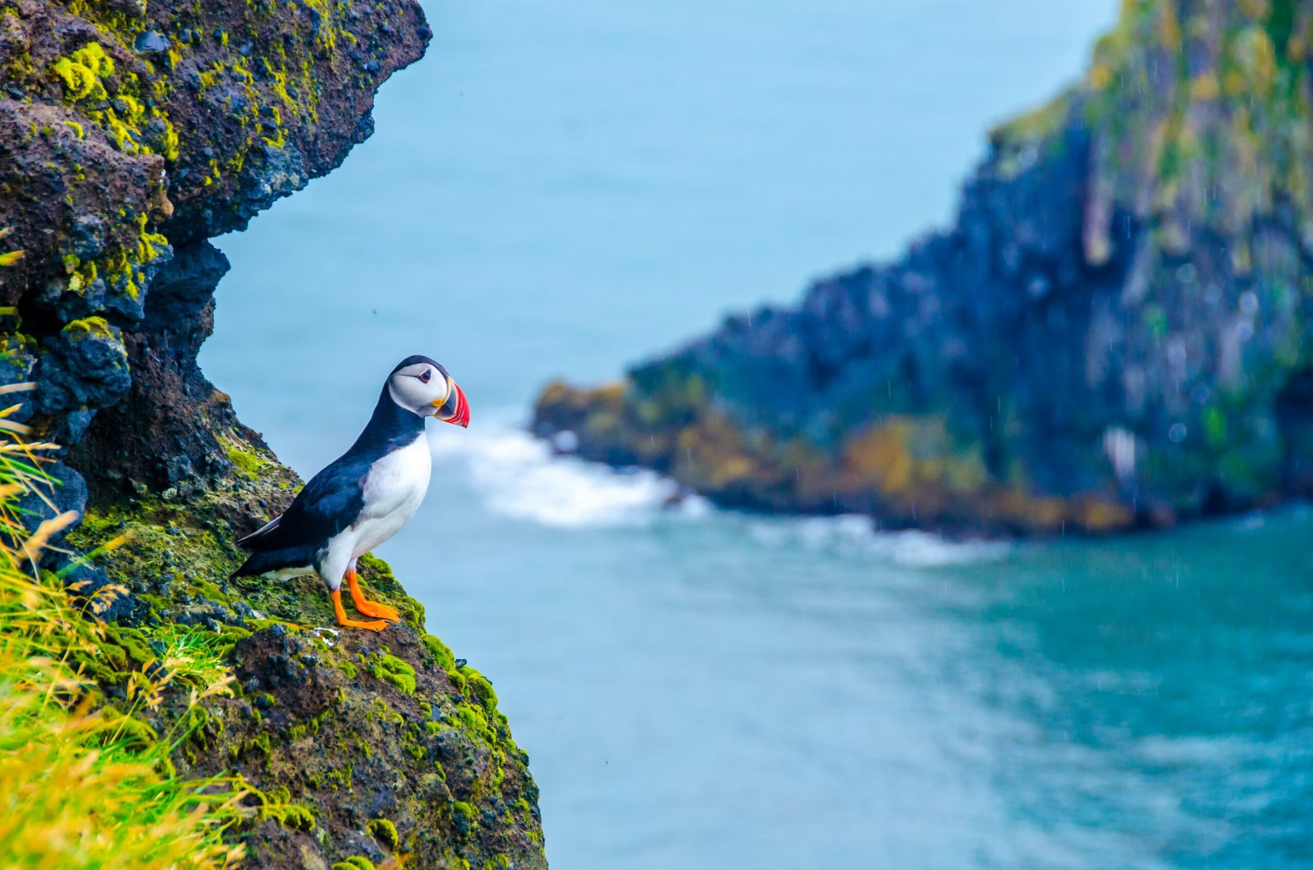 puffin iceland 