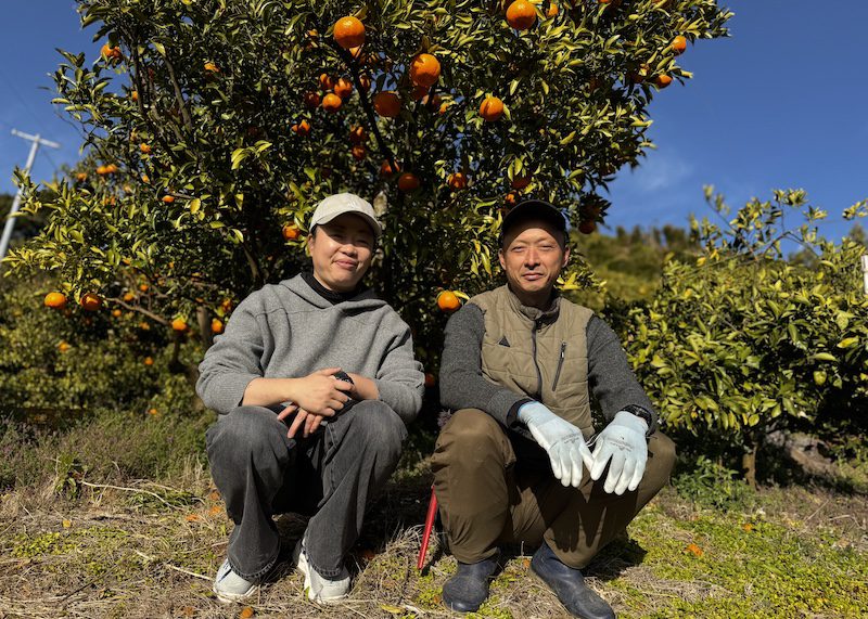 Orange farmers Reiko and Yuji Yamamoto