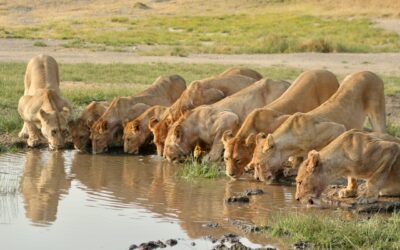 Join JourneyWoman on a Tanzania Safari in December 2026 with Intent on Safari: The Serengeti, Ngorongoro Crater, Eastern Rift Valley